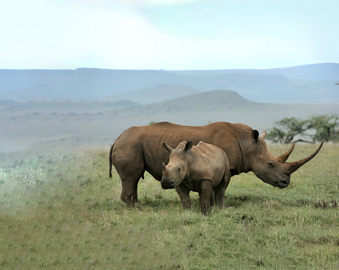 Wildlife conservation